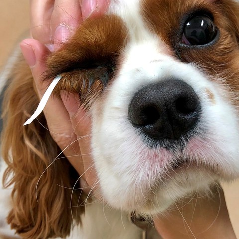 毎日のふれあい 埼玉の動物病院 埼玉動物医療センター