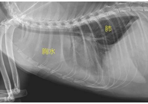 スタッフブログ 埼玉の動物病院 埼玉動物医療センター